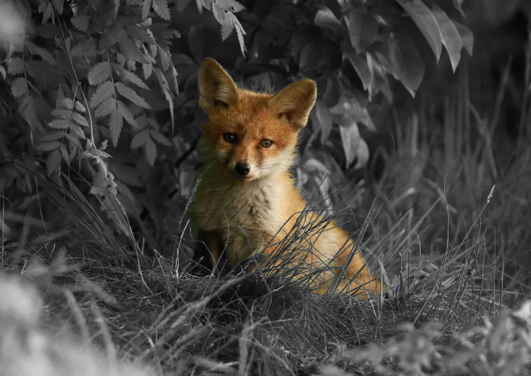 Fuchs Fuchs