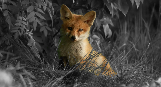 Fuchs